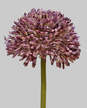 Allium 17.5&quot; Purple