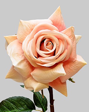 Rose Dutchess Open 20" Coral