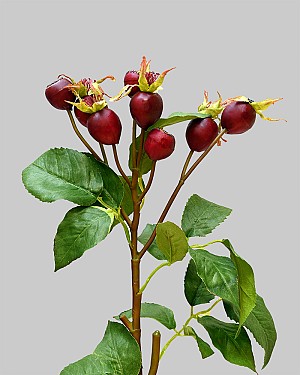 Rose Hip 18&quot; Red