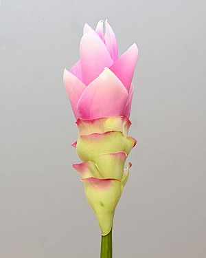 Curcuma Ginger 27.5&quot; Pink