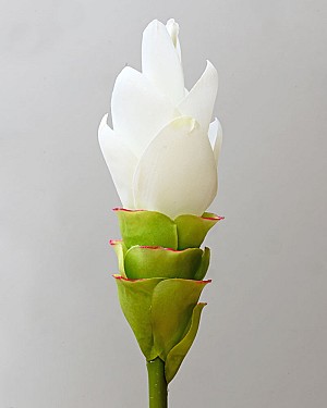 Curcuma Ginger 27.5&quot; White