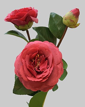 Camellia 29&quot; Dark Red