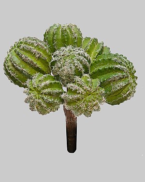 Barrel Cactus (Thorned) Bunch 5.5&quot; Green