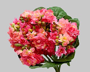 Mini Kalanchoe Bush 12&quot; Pink/Red