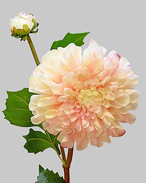 Dahlia 20&quot; Pink