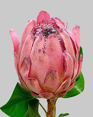 Protea King 27&quot; Mauve