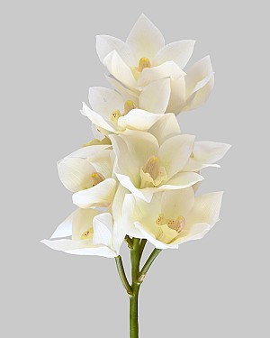 Cymbidium Orchid 23&quot; White