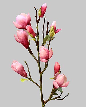 Tree Magnolia 32&quot; Fuchsia