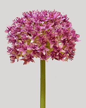 Allium Mount Everest 28&quot; Mauve