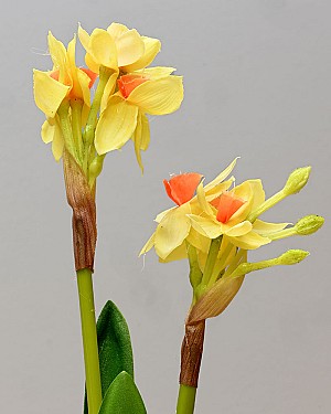 Paperwhite with Bulb 17&quot; Yellow