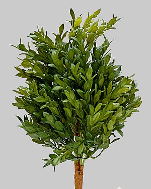 English Boxwood Bush 15&quot; Green