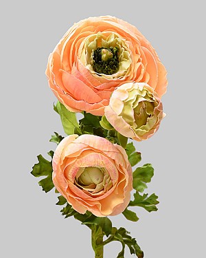 Ranunculus 24" Peach