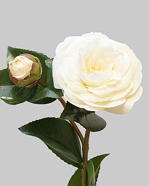 Camellia 24&quot; White