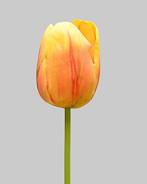 Dutch Tulip Open 24.5" Yellow/Peach