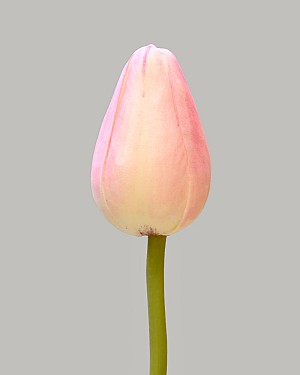 Pointed Tulip 15.5&quot; Pink
