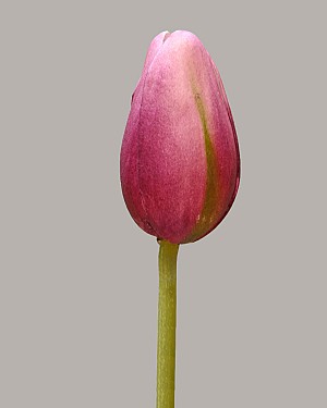 Pointed Tulip 15.5&quot; Purple/Green