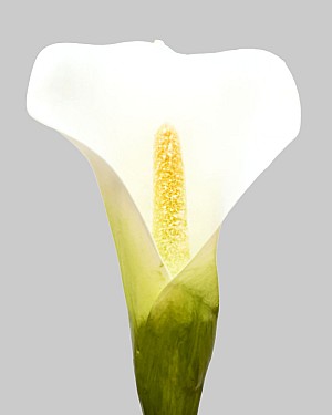 Calla Lily 20.5&quot; White