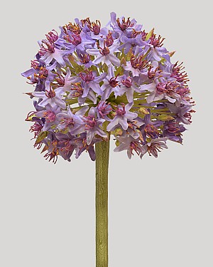 Allium Mount Everest 28&quot; Lavender