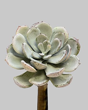 Succulent Speckled Pick 5.5&quot; Grey/Green