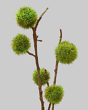 Chinese Chestnut Pick 26&quot; Green/Brown