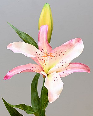 Lily Rubrum 21.5&quot; Mauve