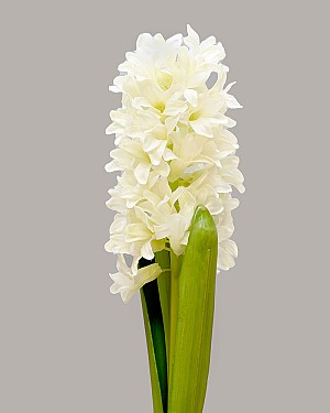 Hyacinth with Leaves 13&quot; White
