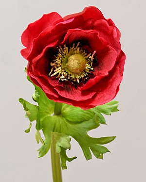 Anemone 17.5&quot; Red