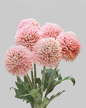Globe Thistle Bundle 15.25&quot; Pink
