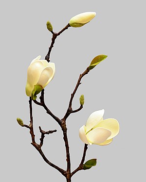 Magnolia Tree Bud 20&quot; White