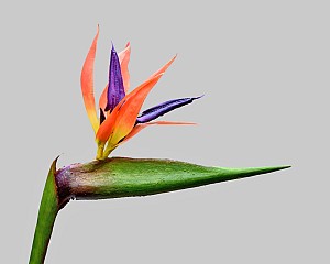 Bird of Paradise 33.5&quot; Green/Orange/Purple