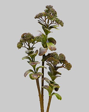 Kalanchoe Spray 26&quot; Brown/Green