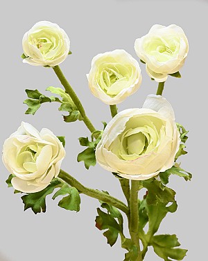 Ranunculus Multi Flower 21.5" White