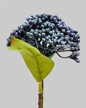 Sedum Pick 11&quot; Blue