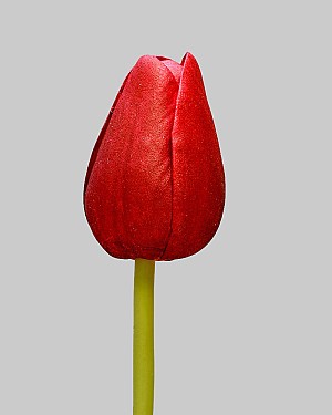 Pointed Tulip 15.5" Red