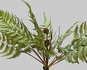 Fern Bush with Root 12&quot; Green