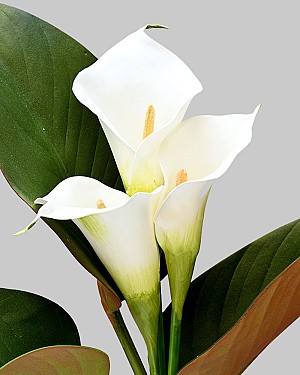 Calla Lily Bouquet 20&quot; White