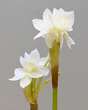 Paperwhite with Bulb 17&quot; White