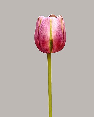 Tulip 15.5&quot; Purple/Green