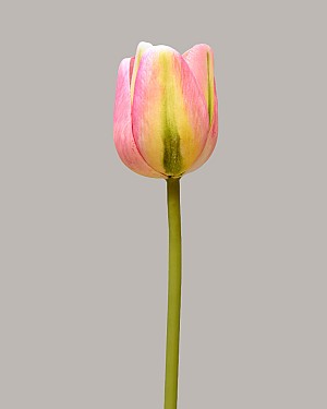 Tulip 15.5&quot; Pink/Green