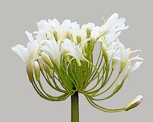 Agapanthus 35&quot; White