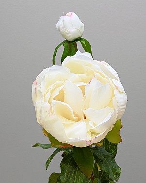 Peony with Bud 23&quot; White