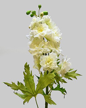 Delphinium 28" White