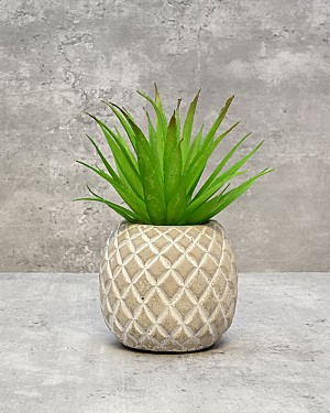 Succulent in Pineapple Container 6.5"H