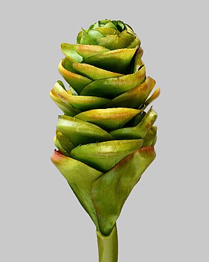 Ginger Cone 24&quot; Green