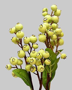 Blueberry 18.5&quot; Green