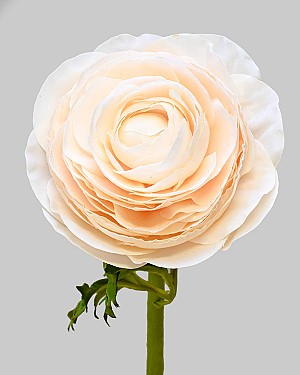 Ranunculus 22" Beige