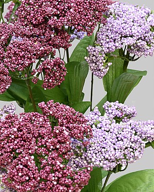 Queen Anne&#039;s Lace Bush 18&quot; Purple