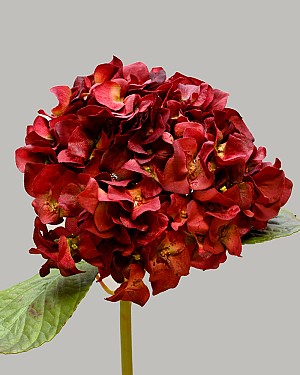 Hydrangea 18&quot; Red