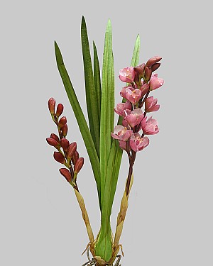 Wild Cymbidium Orchid Plant 29&quot; Mauve