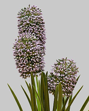 Hyacinth Bush 13&quot; Purple